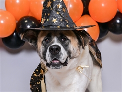 U petak u Dumovcu Čarobno večernje udomljavanje pasa i mačaka