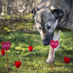 DUMOVEC – MJESTO ZA NAJBOLJI SPOJ NA VALENTINOVO