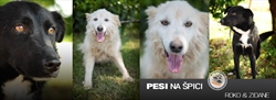 Pesi na špici !