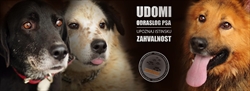Udomi starijeg psa - upoznaj istinsku zahvalnost !