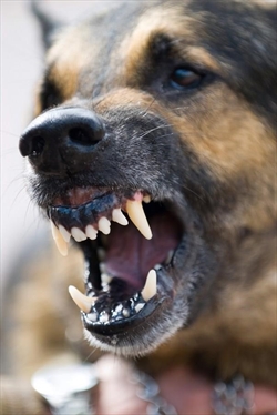 PAZI SE PSA - Anketa s odgovorima članova Federacije veterinara Europe