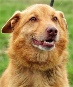 Zahvaljujući pravomoćnoj presudi Roky dobio pravo na novi dom!!!