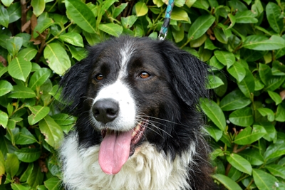 Kali