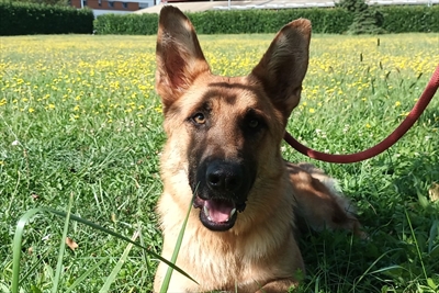 Heidi