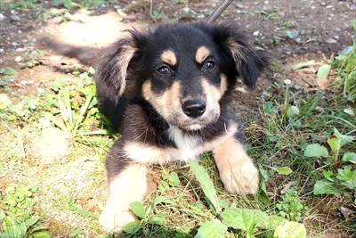 Gimli