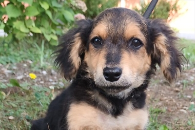 Nala
