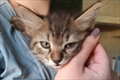 Bibi
