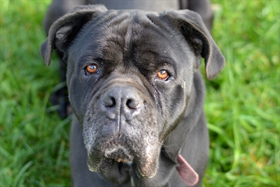 Otto