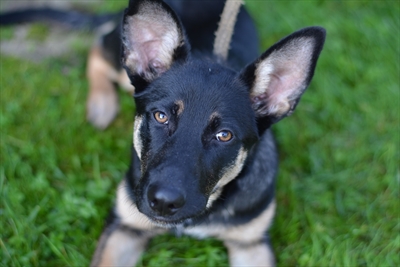 Gemma