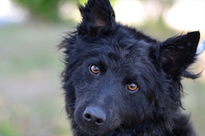 Sara