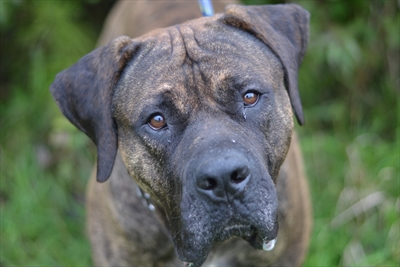 Zeus