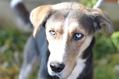 Roki