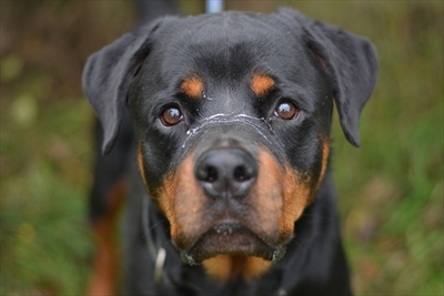 Cezar