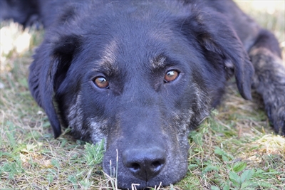Tibo