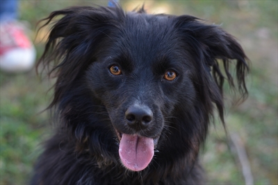 Suri