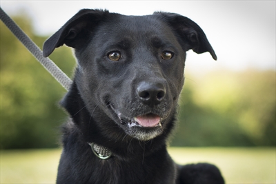 Odin