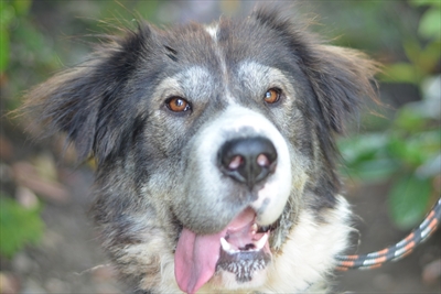 Tora