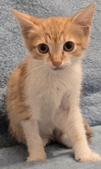 DUBKA
