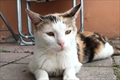 Gertruda