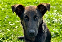 Hugo