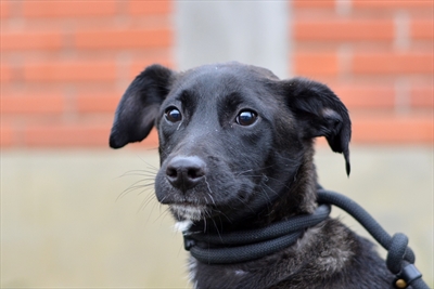 Kaja