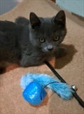 LULU