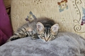 Maza