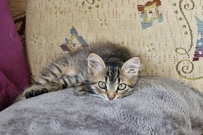 Maza