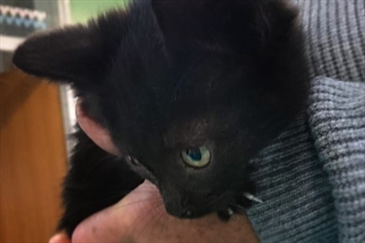 Merlin