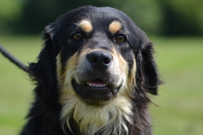 Pipi