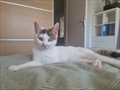 SOSSA