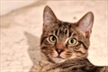 Tomo