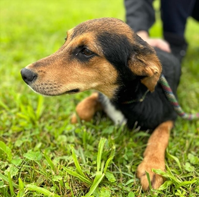 Vinnie
