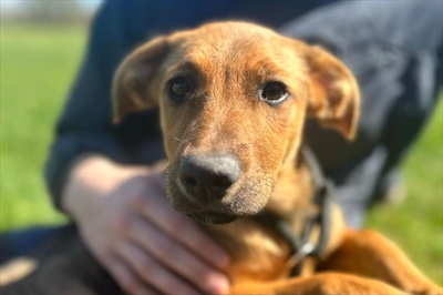 Zena