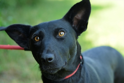 Brigita