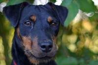 Amigo