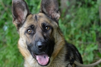 Bela