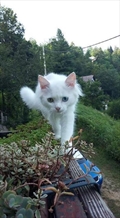 Miss Bowie