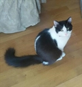 Miki