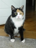Tanja