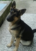 Hugo