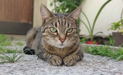 Mia