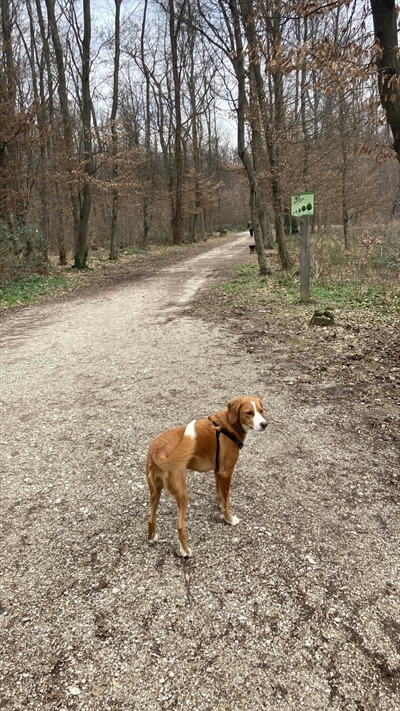 Maška