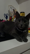 Ari