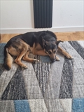 Rex