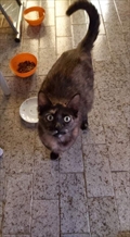 Mama Maca