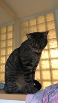 Piki