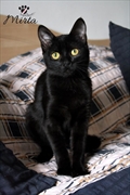 Mirta/Adora
