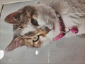 Micka