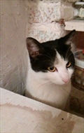 Viki